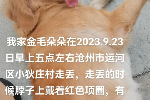 给金毛取什么名字好，给金毛取什么名字好听